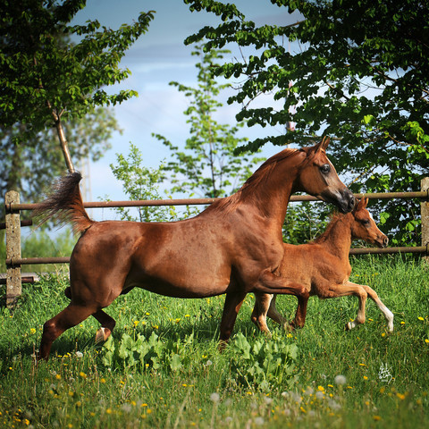 Pride of Poland 2012 Preview