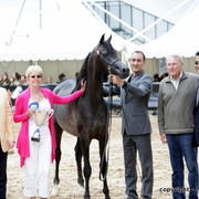 2010 Menton Arabian Horse Show