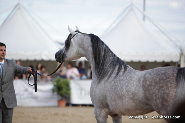2010 Menton Arabian Horse Show