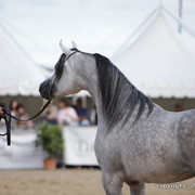 2010 Menton Arabian Horse Show