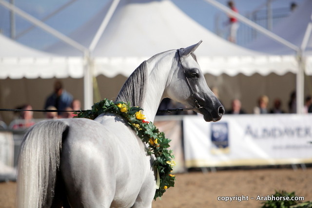 2010 Menton Arabian Horse Show