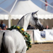 2010 Menton Arabian Horse Show