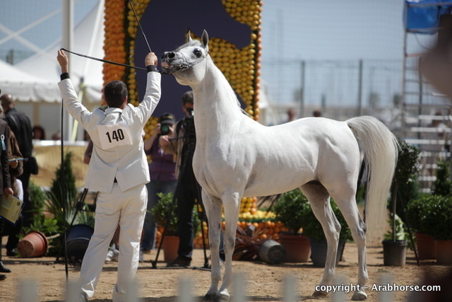 2010 Menton Arabian Horse Show