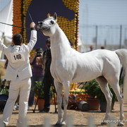2010 Menton Arabian Horse Show