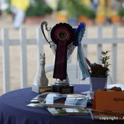 2010 Menton Arabian Horse Show