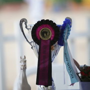 2010 Menton Arabian Horse Show