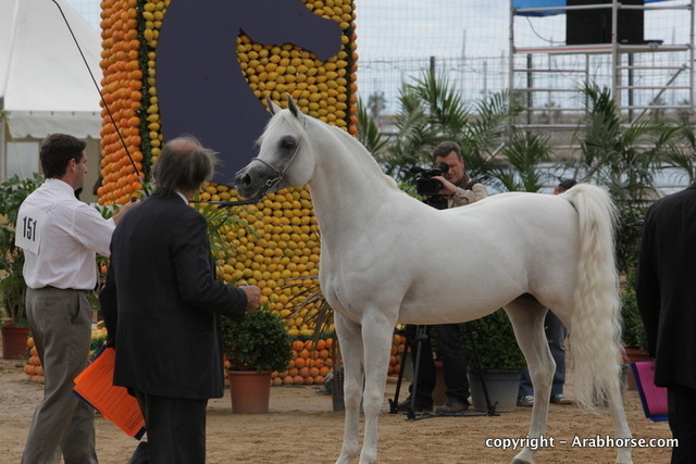 2010 Menton Arabian Horse Show