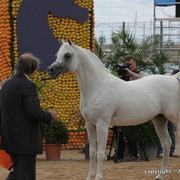 2010 Menton Arabian Horse Show