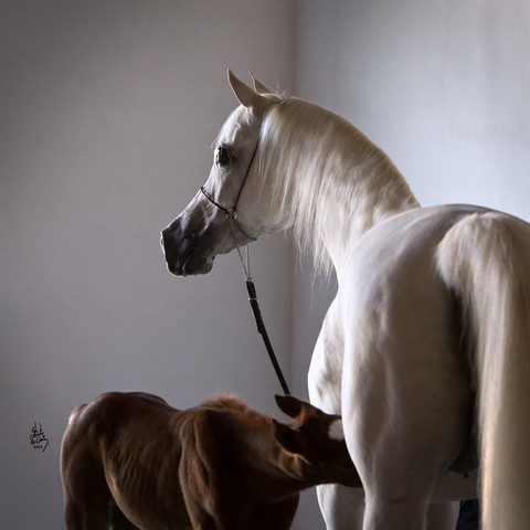 Pride of Poland 2012 Preview