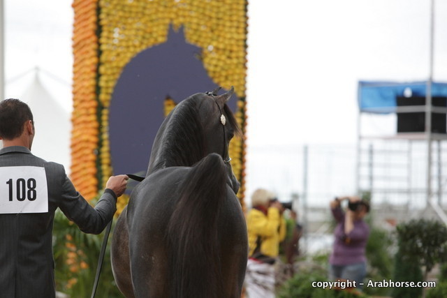 2010 Menton Arabian Horse Show