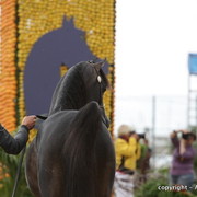 2010 Menton Arabian Horse Show