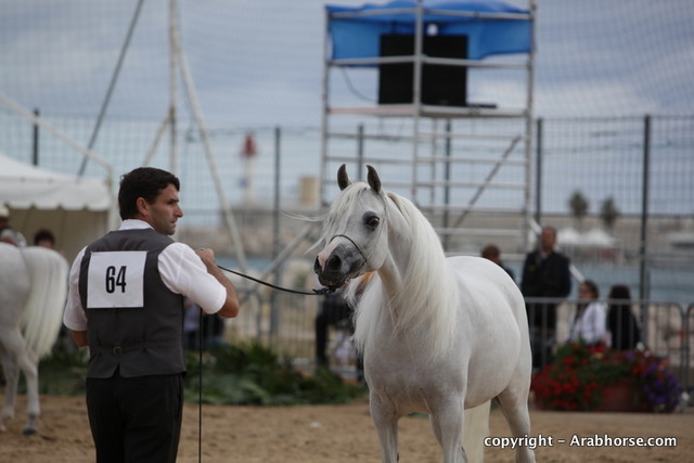 2010 Menton Arabian Horse Show