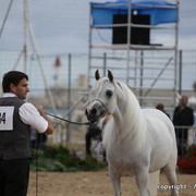 2010 Menton Arabian Horse Show