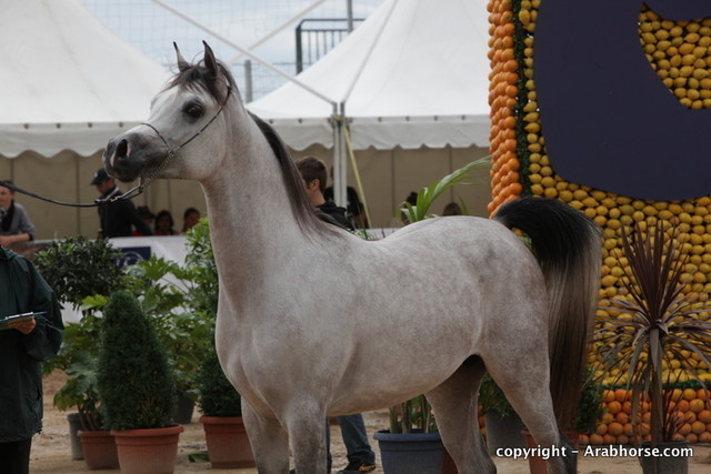 2010 Menton Arabian Horse Show