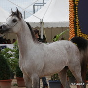 2010 Menton Arabian Horse Show