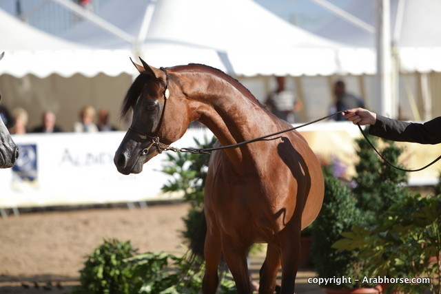 2010 Menton Arabian Horse Show