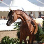 2010 Menton Arabian Horse Show