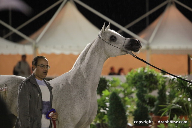 2010 Menton Arabian Horse Show