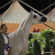 2010 Menton Arabian Horse Show
