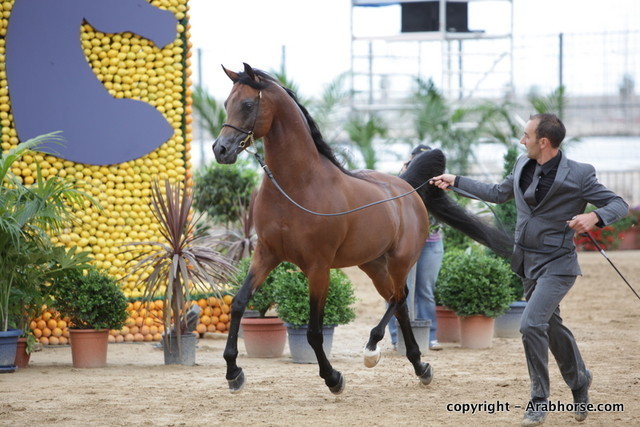 2010 Menton Arabian Horse Show