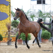 2010 Menton Arabian Horse Show