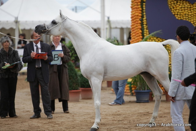 2010 Menton Arabian Horse Show
