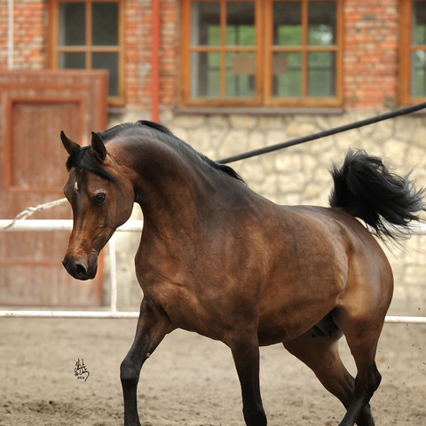 Pride of Poland 2012 Preview