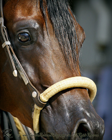 2010 Buckeye Sweepstake - C. Rousseau