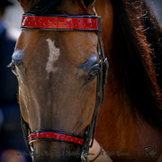 2010 Buckeye Sweepstake - C. Rousseau
