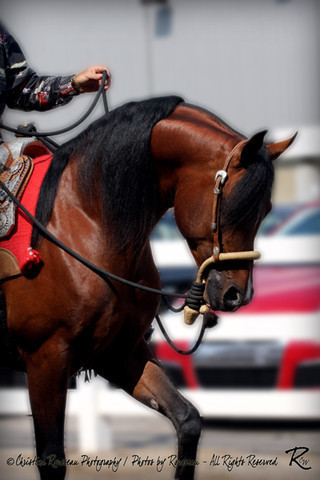 2010 Buckeye Sweepstake - C. Rousseau