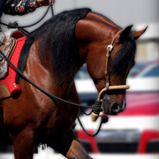 2010 Buckeye Sweepstake - C. Rousseau