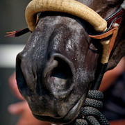 2010 Buckeye Sweepstake - C. Rousseau