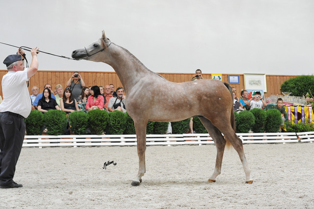 Empire
Photo taken at Michalow Stud.
