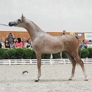 Empire
Photo taken at Michalow Stud.