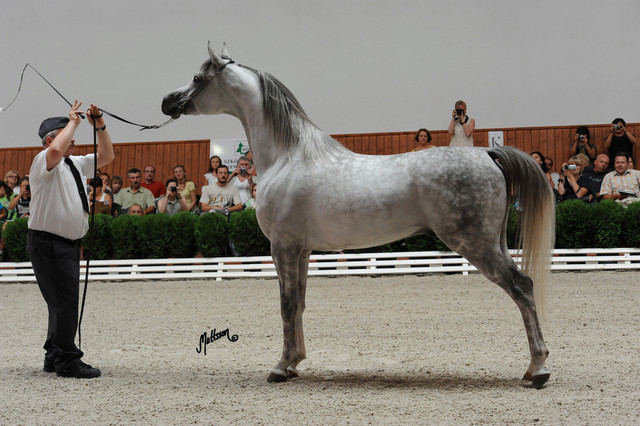 Kabsztad
Photo taken at Michalow Stud.