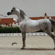Kabsztad
Photo taken at Michalow Stud.