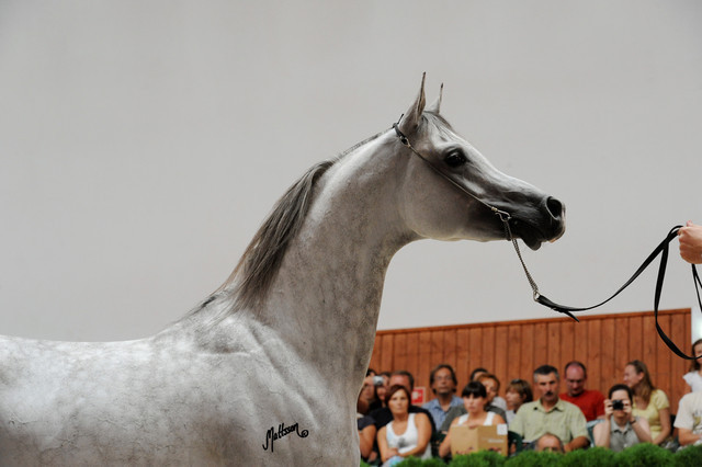 Kabsztad
Photo taken at Michalow Stud.