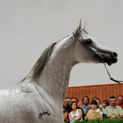 Kabsztad
Photo taken at Michalow Stud.