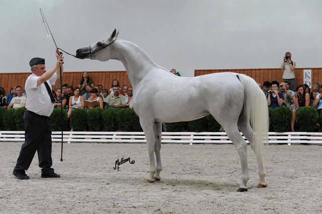 Zagrobla
Photo taken at Michalow Stud.