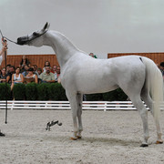 Zagrobla
Photo taken at Michalow Stud.
