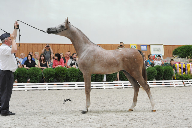 Empire
Photo taken at Michalow Stud.