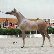 Empire
Photo taken at Michalow Stud.