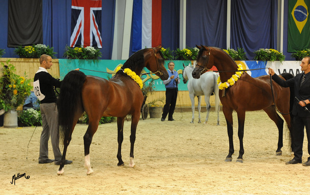 QR Marc & MCA Magnum Gold