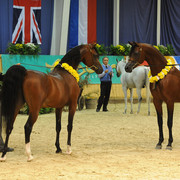 QR Marc & MCA Magnum Gold