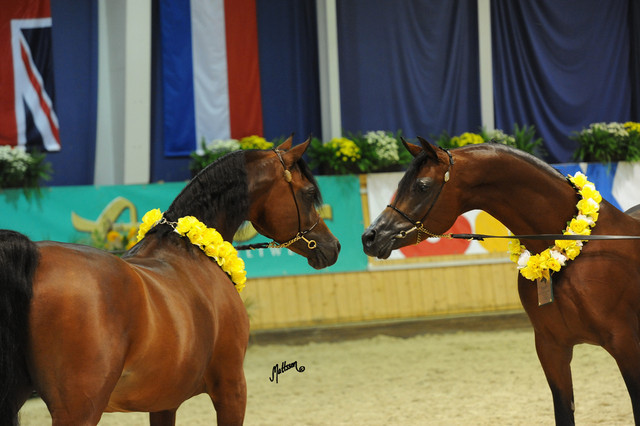 QR Marc & MCA Magnum Gold