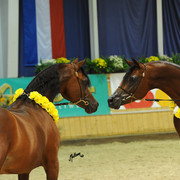 QR Marc & MCA Magnum Gold