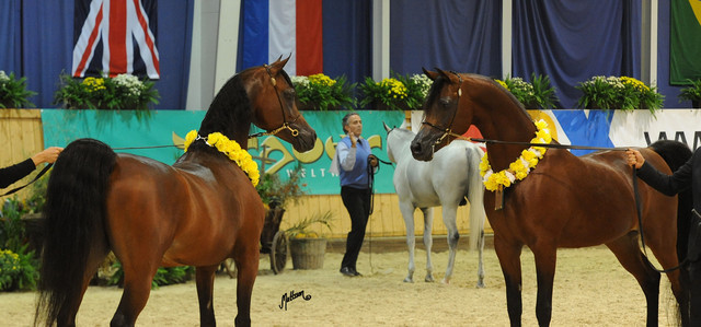 QR Marc & MCA Magnum Gold