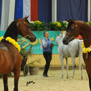 QR Marc & MCA Magnum Gold