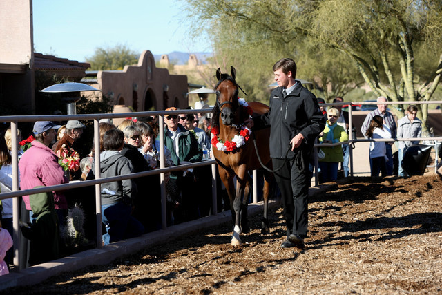 Scottsdale Arabian Horse Farm Tours