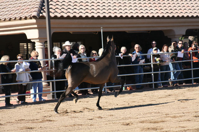 Scottsdale Arabian Horse Farm Tours
